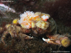Sharpnose crab with yellow sponge and anemone, Scyra acut... by Bea & Stef Primatesta 